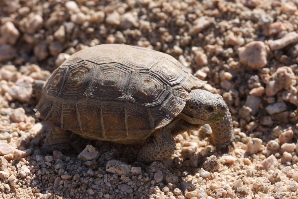 Mojave+desert+tortoise,+by+Brad+Shaffer,+4323_hero - Life Sciences