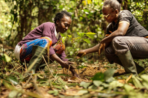 A community-driven replanting program has been one of the major beneficiaries of the Taylors’ support of UCLA’s Congo Basin Institute.