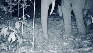 Researcher's legs visible while examining ebony tree saplings in forest undergrowth during field study