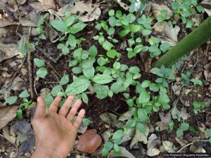 A hand rests beside ebony seedlings sprouting from fresh elephant dung on forest soil in Cameroon.
