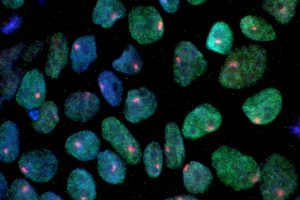 Fluorescence microscopy image showing reprogrammed stem cells with green and blue nuclear staining against a dark background.