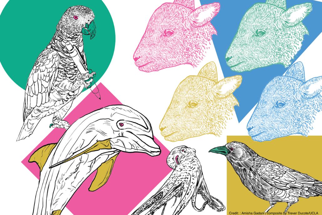 NNAI Livescu's animal illustrations (parrot, dolphin, octopus, corvid, ungulates) representing diverse "more-than-human" intelligence. IMAGE CREDIT: Amisha Gadani / composite by Trever Ducote/UCLA