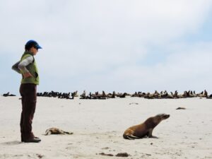 A wildlife official monitors a sea lion resting on a sandy beach with a group of sea lions visible in the background.