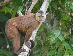 A brown monkey perched on a white tree branch surrounded by green foliage and leaves.