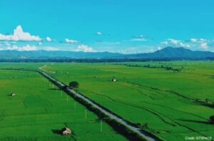 Aerial view of vast green rice paddies with irrigation canals and mountains in the distance under a blue sky.