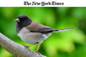 A dark-eyed junco perches on a branch against a blurred green background.