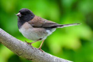 A dark-eyed junco perched on a branch, showing its distinctive black head and gray-brown body plumage against a blurred