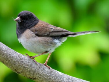 UCLA research: during the pandemic, beaks of dark-eyed juncos on campus changed shape
