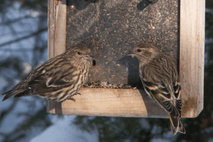 Two pine siskin birds perch together at a wooden bird feeder filled with seed.