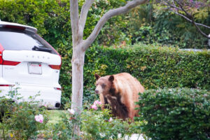 A black bear forages near a residential driveway with a white vehicle and tree in Los Angeles, California