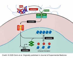 Diagram showing macrophage immune response pathway with viral particles at top, cellular signaling molecules in middle