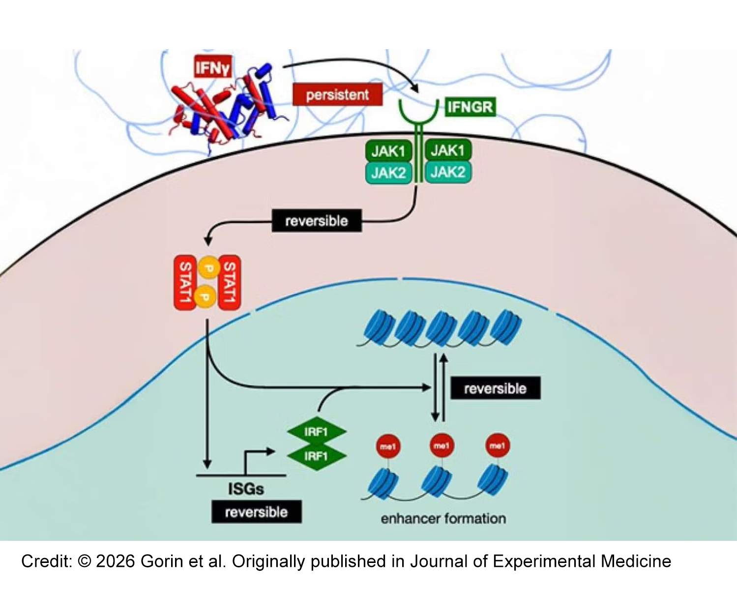 Macrophage immune cells need constant reminders to retain memories