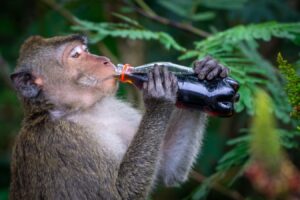 A monkey drinks from a dark glass bottle while surrounded by green foliage in a forest setting.