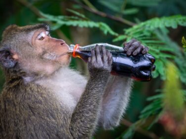 Researchers find as animals adapt to city life, they may be losing traits needed to survive in the wild