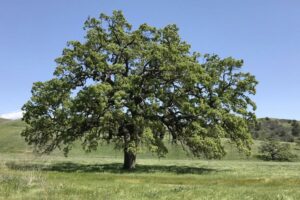 A mature valley oak tree with a broad, spreading canopy stands alone in a grassy meadow under clear sky.