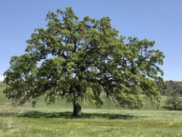 California’s threatened oak populations could navigate climate change with help from UCLA research partnership 
