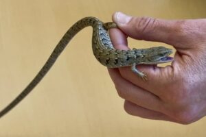 A person's hand holds a small lizard with patterned brown and green scales and a long tail against a tan background.
