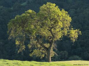 California oak tree