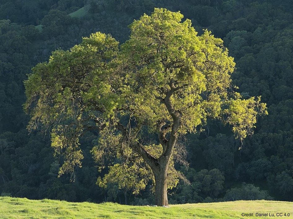 California oak tree