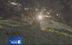 Large oak tree with sunlight streaming in behind it.