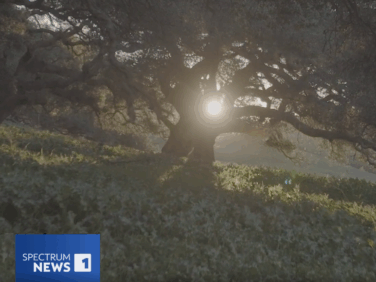 UCLA researchers partner with The Nature Conservancy to save California’s valuable oaks from climate change (Spectrum News 1)