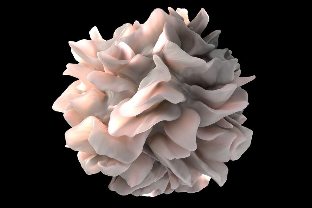 Artistic rendering of a human dendritic cell that looks like a pale blush-pink sculpture made of layered flower petals, with smooth flowing folds and soft highlights, floating against a deep black background. (Credit: Don Bliss & Sriram Subramaniam, National Cancer Institute)