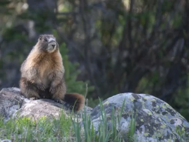 Marmots star in OnlyFans account as researchers desperately look for ways to raise funds amid US budget cuts