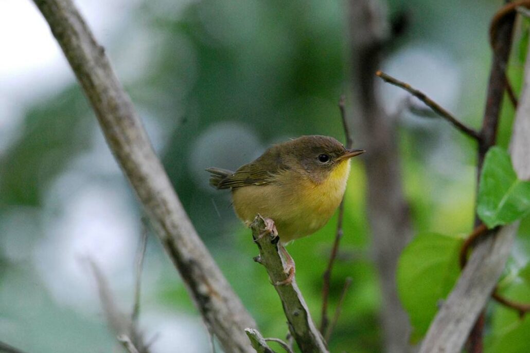 Small olive-brown bird with a yellow throat perched on a branch. (Credit: Tyler Moulton/Unsplash)