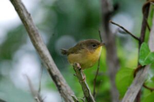 Small olive-brown bird with a yellow throat perched on a branch. (Credit: Tyler Moulton/Unsplash)