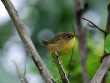 Female birds have shorter lifespans than male birds, researchers find