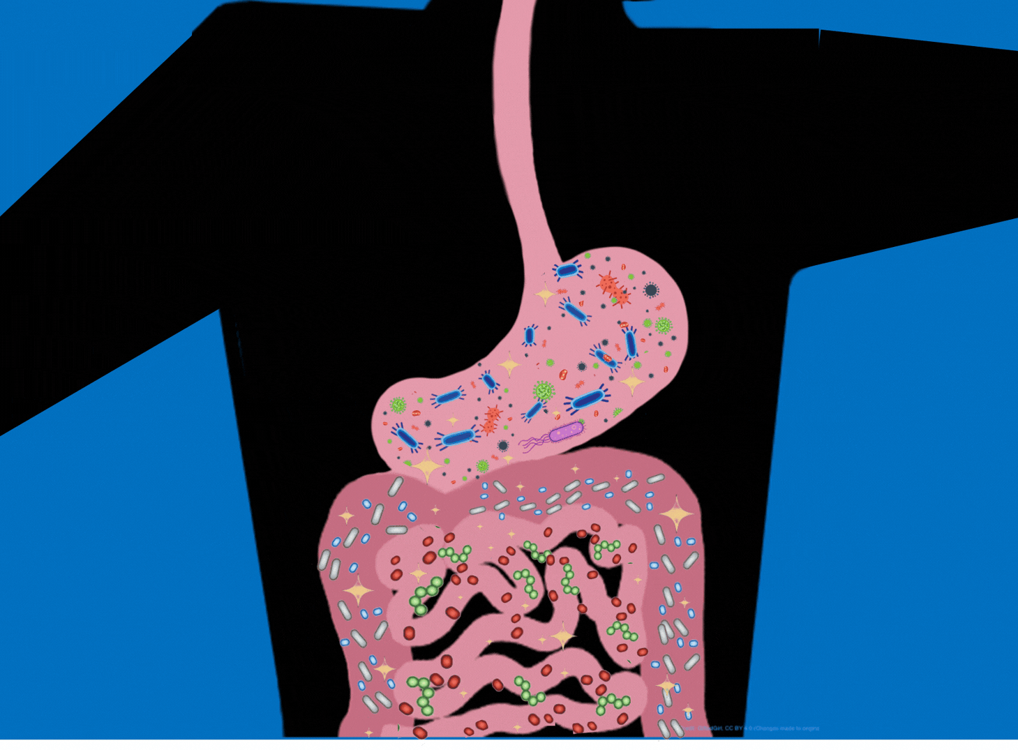 Graphic depicting the digestive tract filled with gut microbes