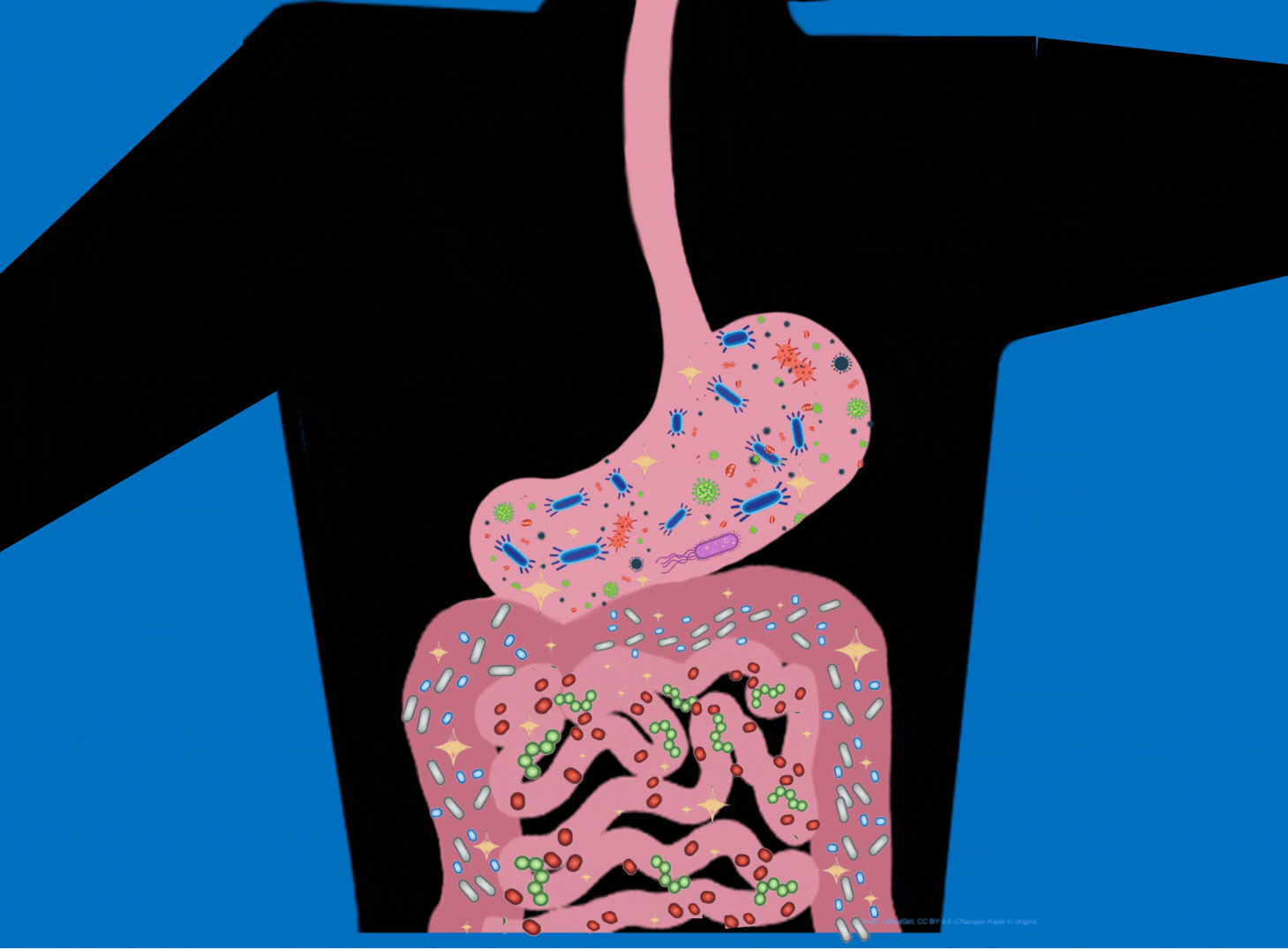 Graphic depicting the digestive tract filled with gut microbes