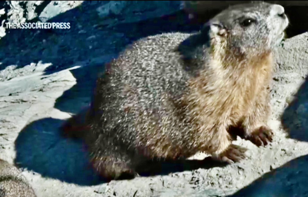 Large brown marmot on a rock surface [Credit: Associated Press]