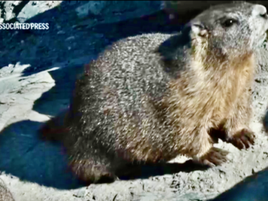Move over bears. Fat Marmot Week puts a spotlight on the alpine rodents