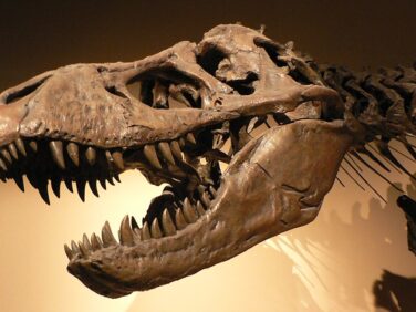 A fossil-based thermometer reveals T. rex was warm-blooded