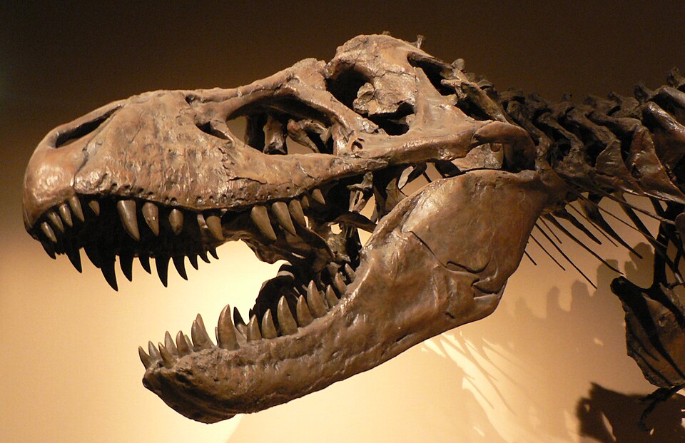 Tyrannosaurus rex, David Monniaux, CC BY-SA 3.0