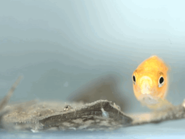 UCLA research explains how this frog’s extraordinary fingertips can detect prey – vision not required