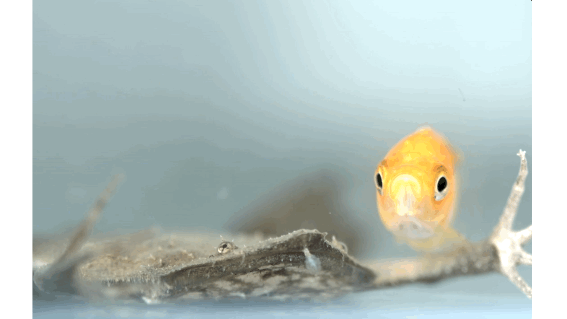 Animation of Surinam toad catching feeder fish [Credit: Duncan Leitch/UCLA]